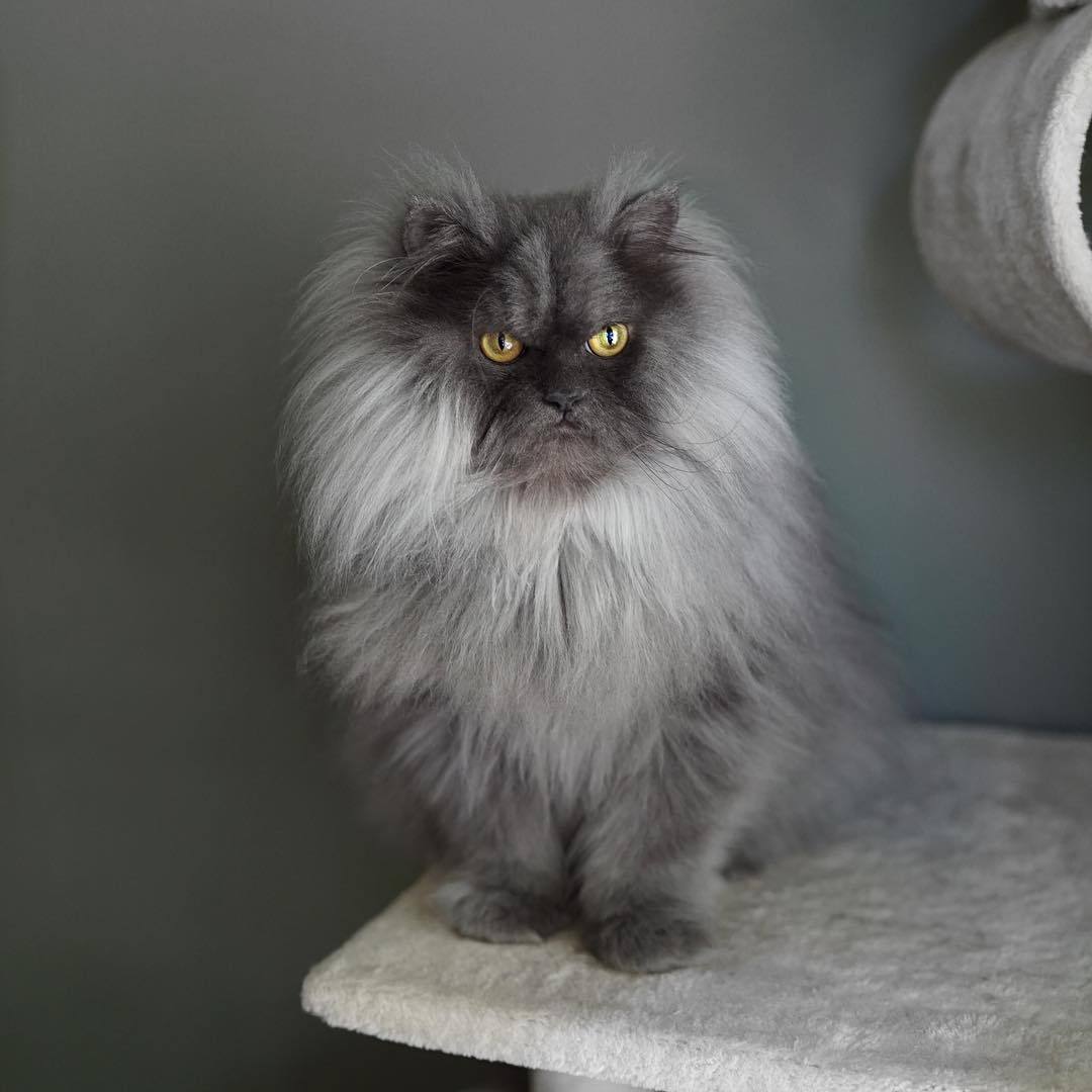 Juno the Angry Cat Is Fluffy Grumpiness Incarnated