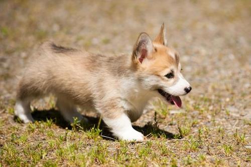 corgikistan:corgi puppies…