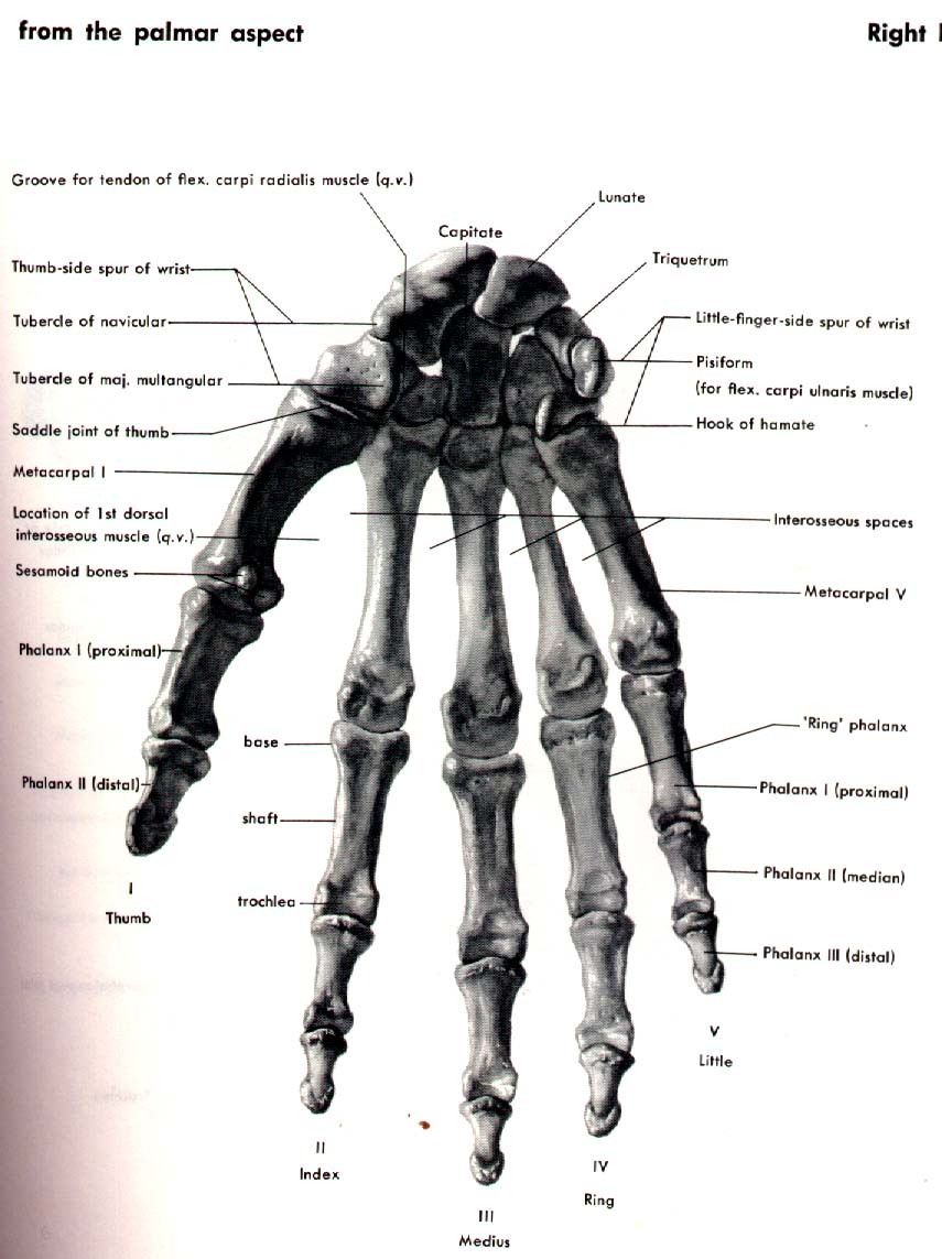 Anatomy Physiology  anatomy bones of the human hand  x