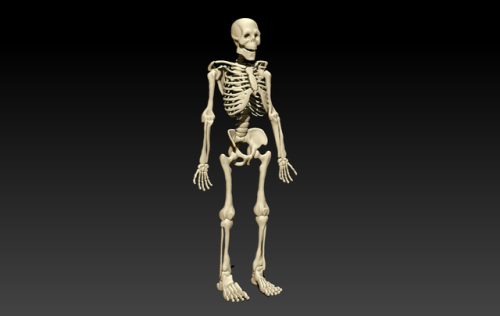 skeleton sculpt