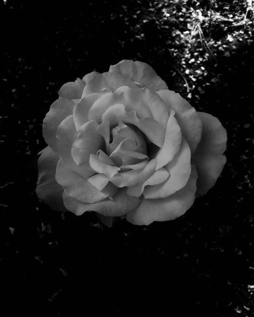 A Rose#rose #blackandwhite #gardenrose (at Vancouver,...