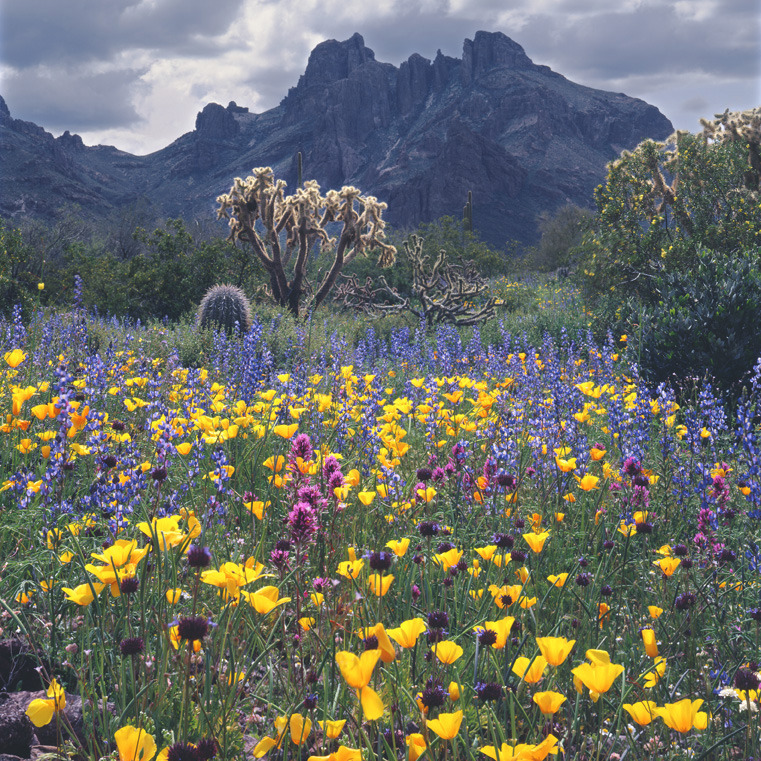 America's Great Outdoors, Organ Pipe Cactus National Monument is ...
