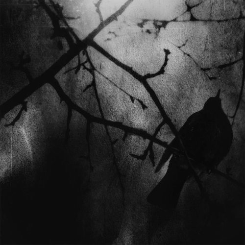 tauchner:Mirela Pindjak - Silent Symphony of Sorrow