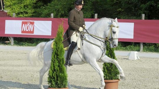 CAV Spanische Hofreitschule Wien Heldenberg 02