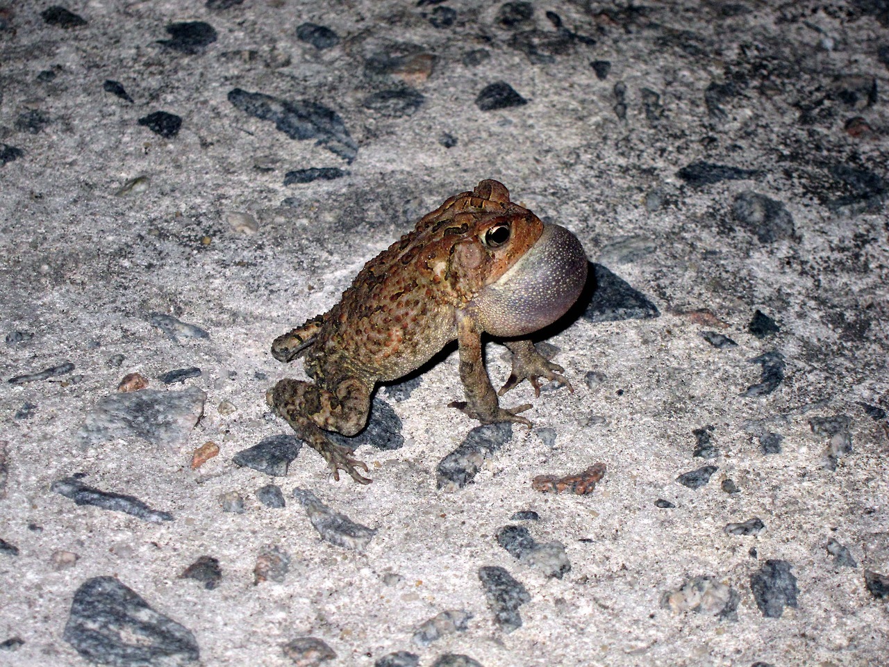 All Creatures Great and Small — Caught a handsome little toad mid-croak ...