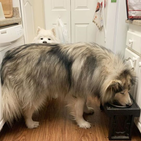 What it feels like to be stuck in traffic - uhm excuse me..?? . . . . . . . . . . . . . . . . . #kofuandbella #samoyed #samoieda...