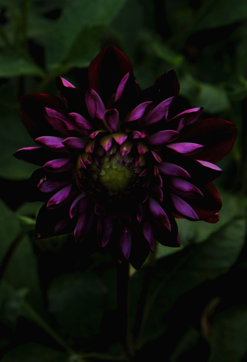 greenreblooming:plants for florescence_deep purple shades:...