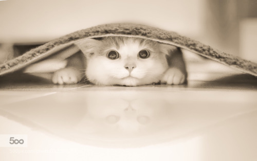 animal-photographies:hide and seek