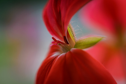 ponderation:Bellaflor by Francisco Gomes Garcia