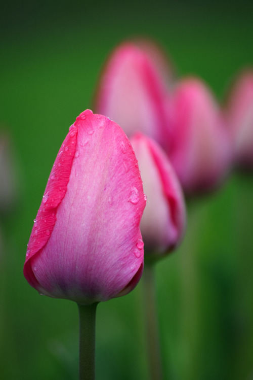 colourful tulips | Tumblr