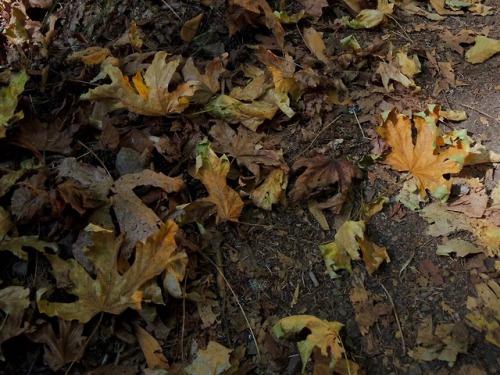 fungusqueen:September leaves in Muir Woods