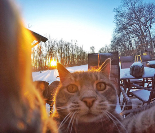 boredpanda:This Selfie Taking Cat Takes Better Selfies Than...