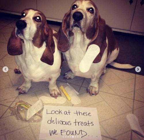 babyanimalgifs:Dogs shaming