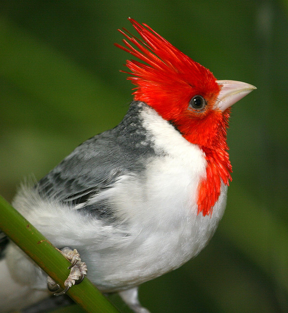 I like animals - fairy-wren: Red Crested Cardinal (Paroaria...