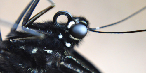 anthelid-day:An Orchard Swallowtail (Papilio Aegeus) dries its...