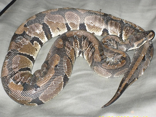 how to identify a snake by the skin it sheds? – cobras.org