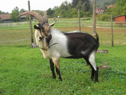 ainawgsd:Peacock Goats are also known as “Pfauenziege” Their...