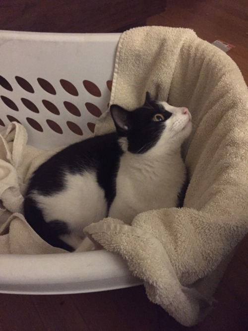 cat in a laundry basket tumblr