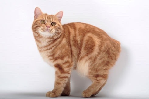 kitter:coolcatgroup:Here are some cats that look like caramel swirl ice cream Now here are some...