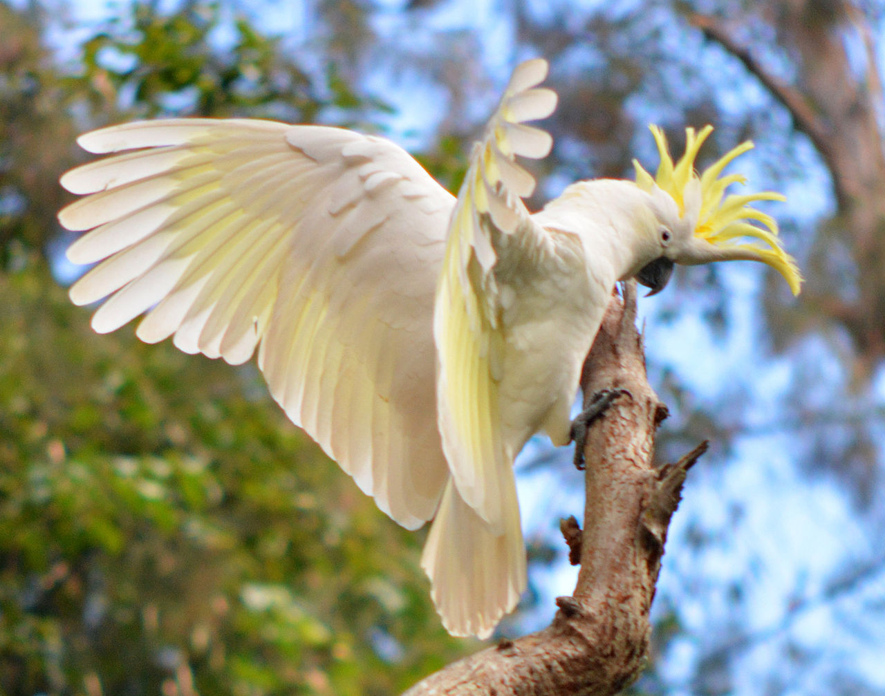 34++ Harga burung prenjak putih di surabaya terbaru