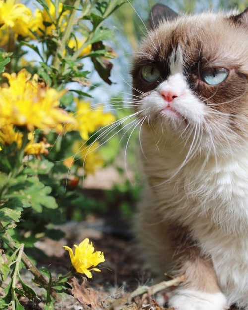 babydogdoo:Grumpy Cat