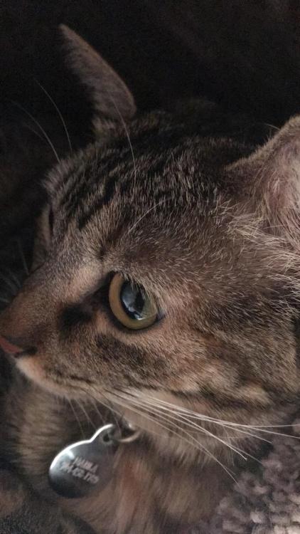 cutecatpics
