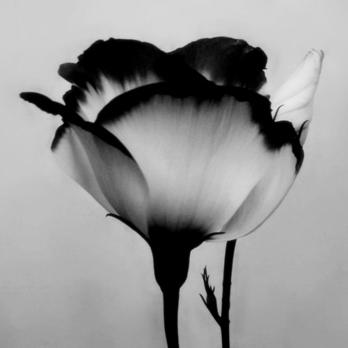 black and white flower on Tumblr