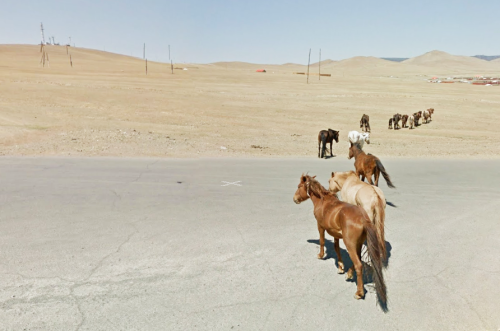 oessa:wild horses, Mongolia / google street...