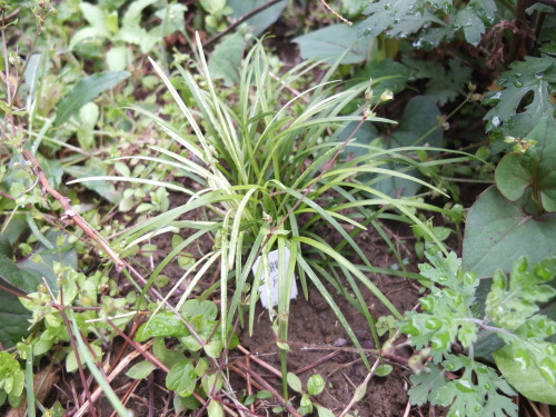 ハルジオンだかヒメジョオンだかが開花＆繁茂。茎が中空なのがハルジオンらしいので、今度見分けよう。生薬は概ね順調。ミントとカジイ...