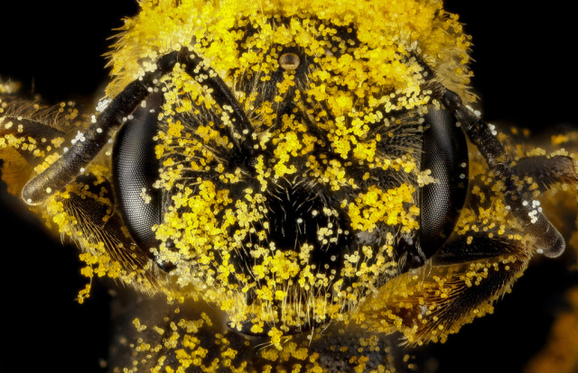 Smithsonian Magazine — Macro Photos Of Bees’ Heads From The USGS Bee...