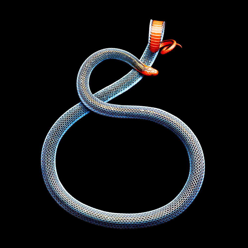 Mark Laita (American, b. 1960, Detroit, MI, USA, based Los Angeles, CA, USA) - Blue Malaysian Coral Snake (Calliophis Bivirgatus), 2011 Photography