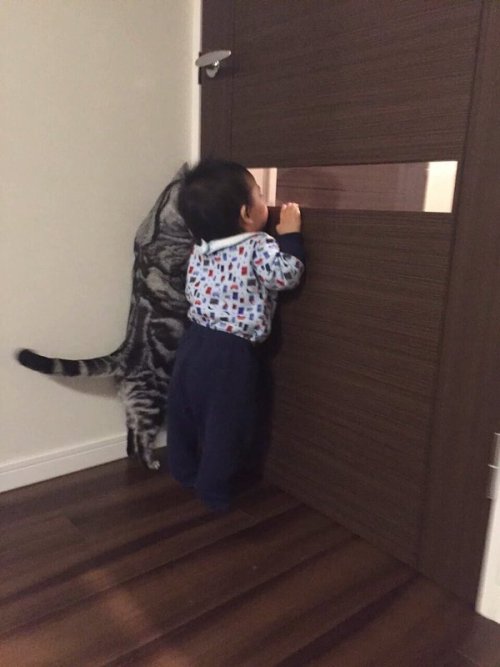 leon-eon:Cat trying to see what his lil human potato is...