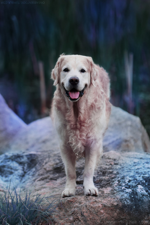 oneabsentdog:Blue summer