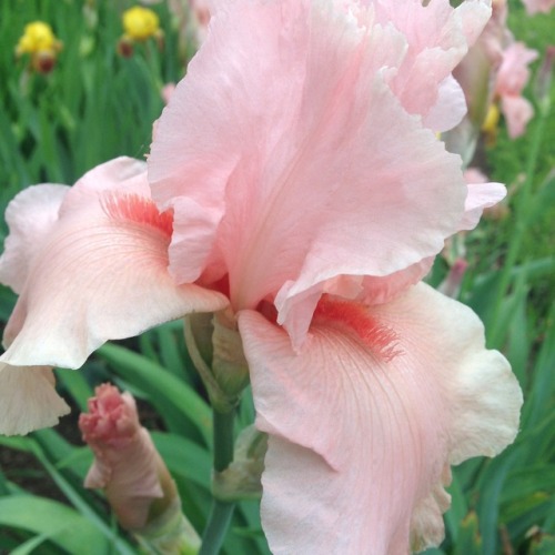 walkingamongtheferns:baby pink iris and peony 