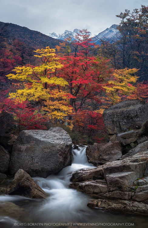 drxgonfly:Foliage Change (by Greg Boratyn)Photographer’s...