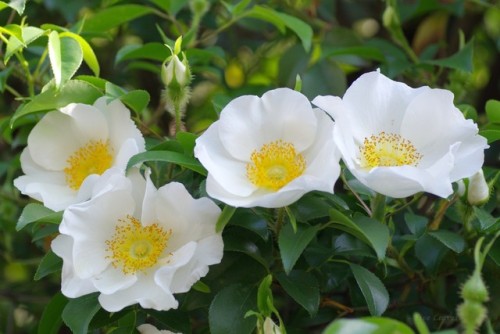 uyamt:難波茨（なにわいばら）Cherokee Rose (Rosa laevigata)