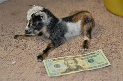 bando–grand-scamyon:Baby money goat ✨ reblog for her to bring...