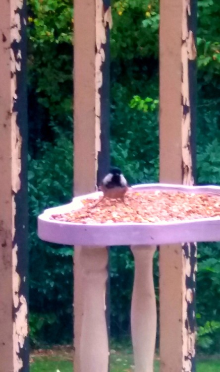 A small Tit on the feeder 