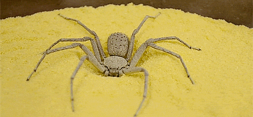 Six Eyed Sand Spider Burying Herself X Six Eyed Sand Spider Burying Herself X