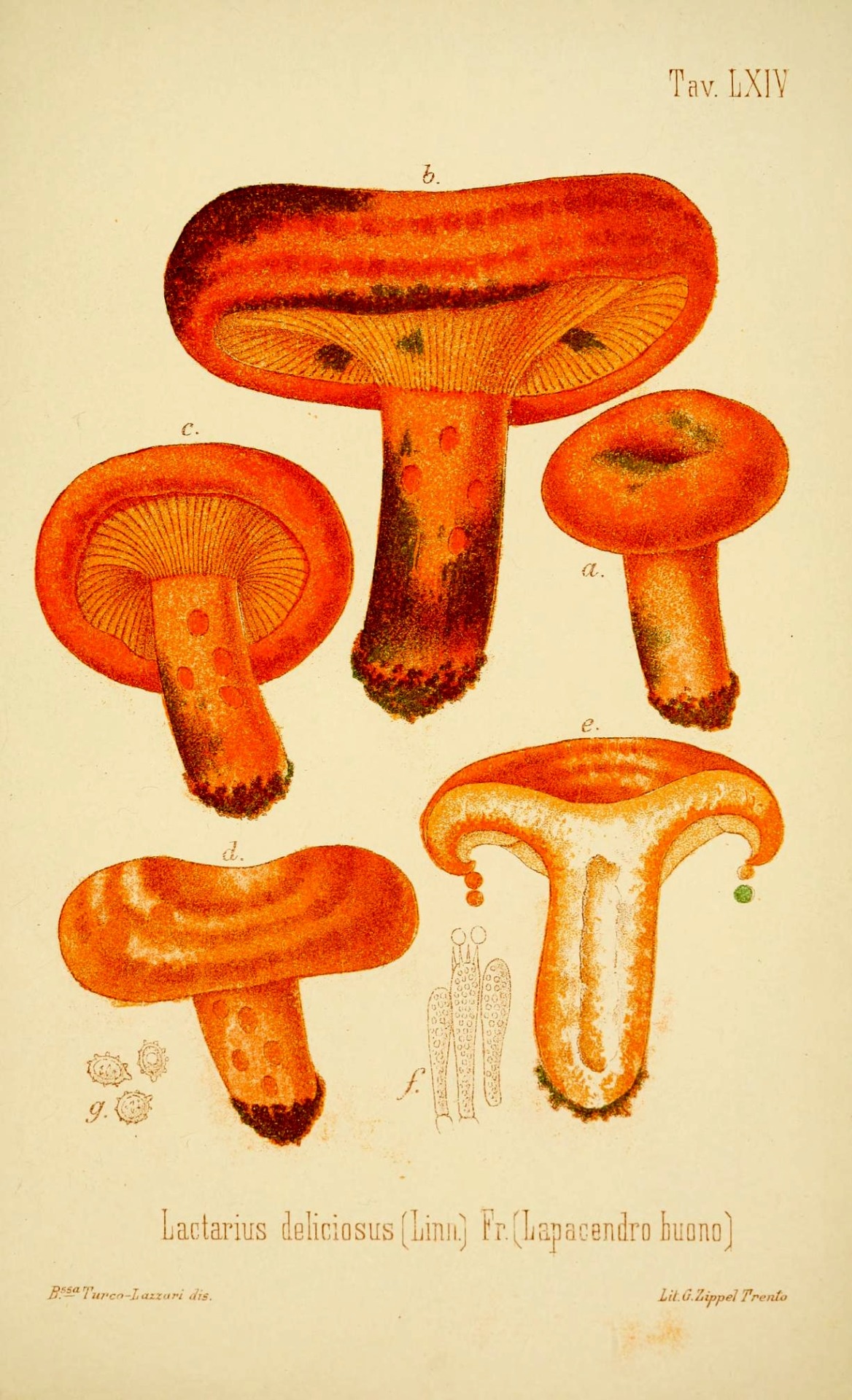 Scientific Illustration Wapiti The Edible Mushrooms And Poisonous