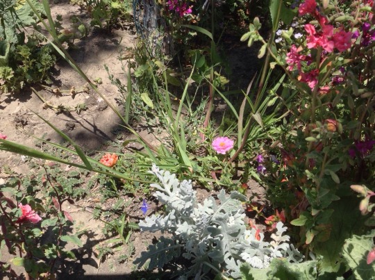 Tucked among various greenery, two small, rose-like flowers, one in pink and one in orange.