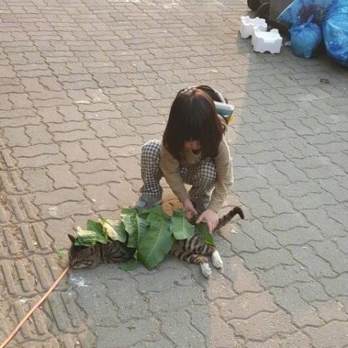 sulfade:a little girl in china covered a cat on the street...