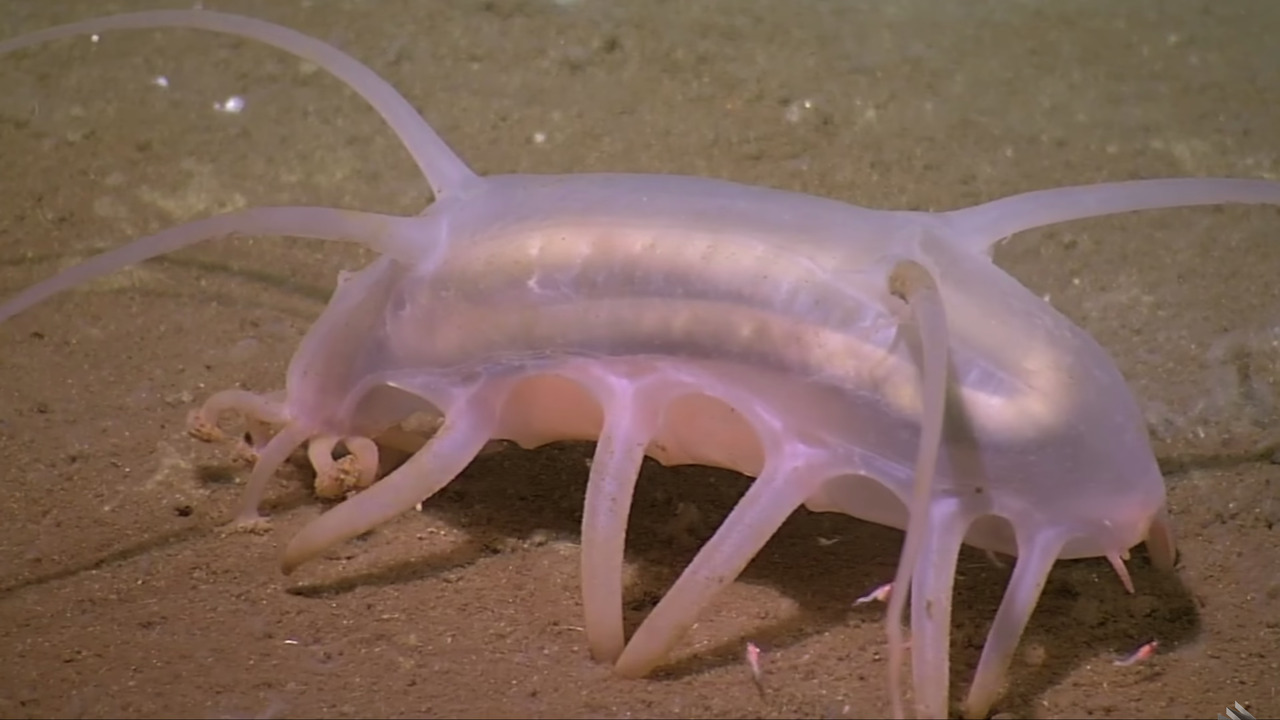 sea pigs on Tumblr