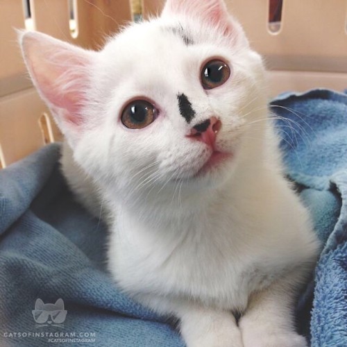 catsofinstagram:From @wildxsoul: “Meela at one of her vet...