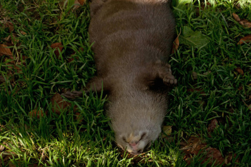 Otterized Intrests