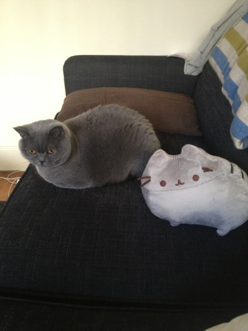 vneilv:When Baby met Pusheen.