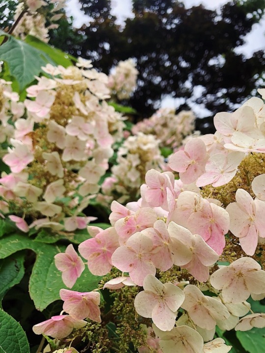 hydrangea on Tumblr