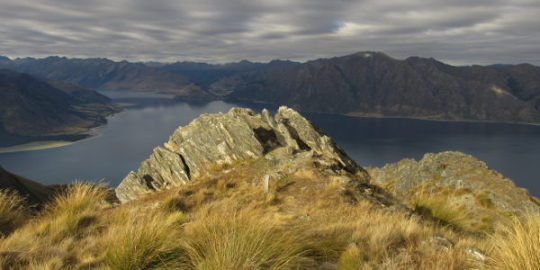 which language is spoken in new zealand