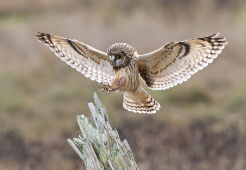 the7yearoldbro:awwcutefuzzyanimals:An Owl In...