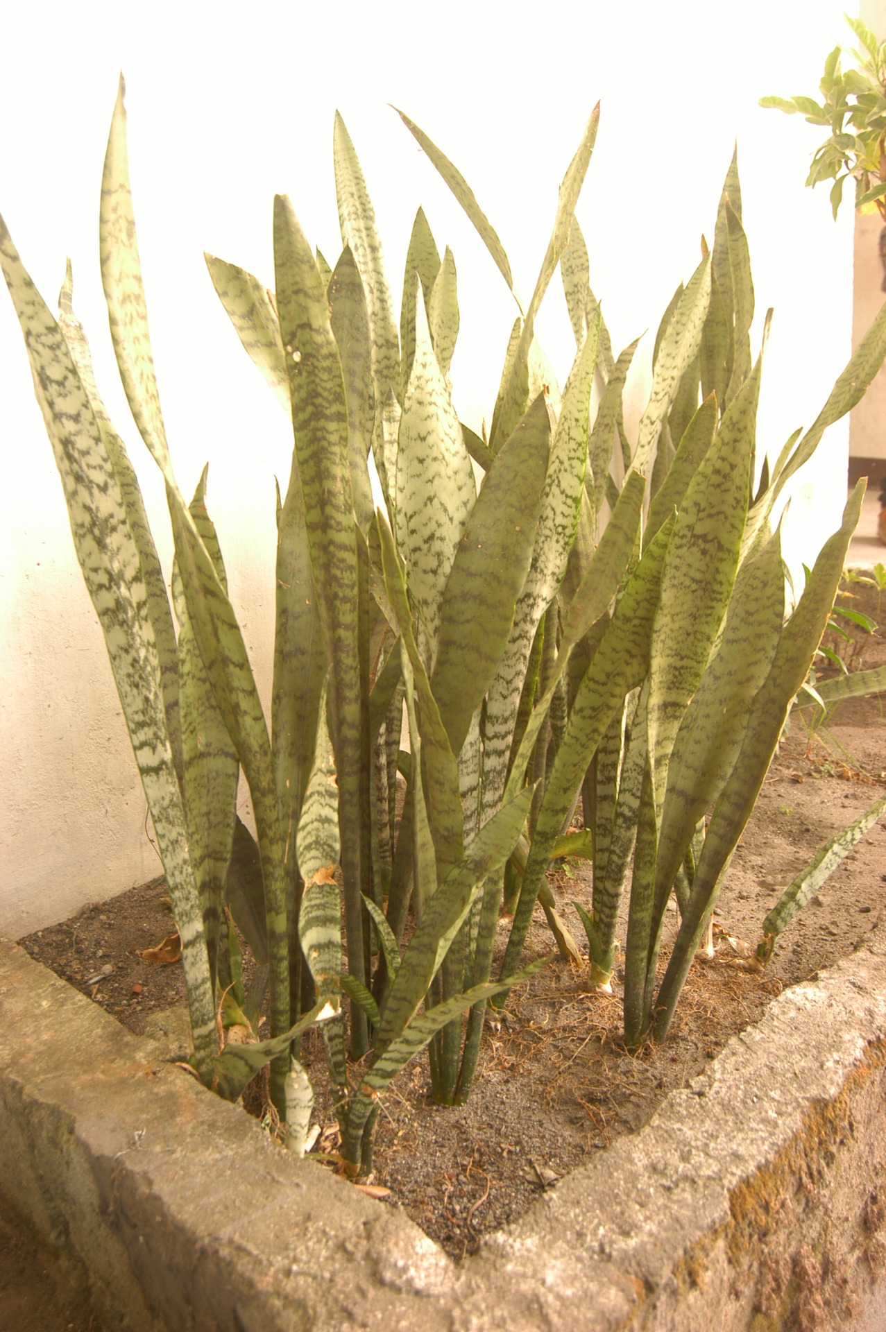 What Is The Scientific Name Of Snake Plant